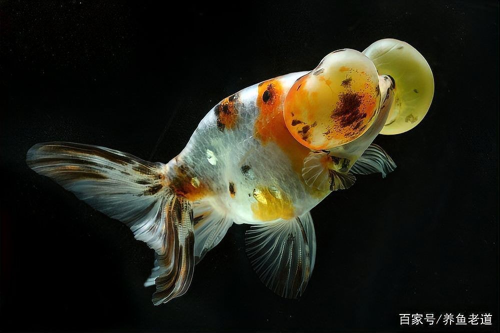 為什么養(yǎng)蝶尾的人少了