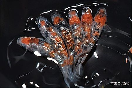 家里養觀背青鳉吉利嗎