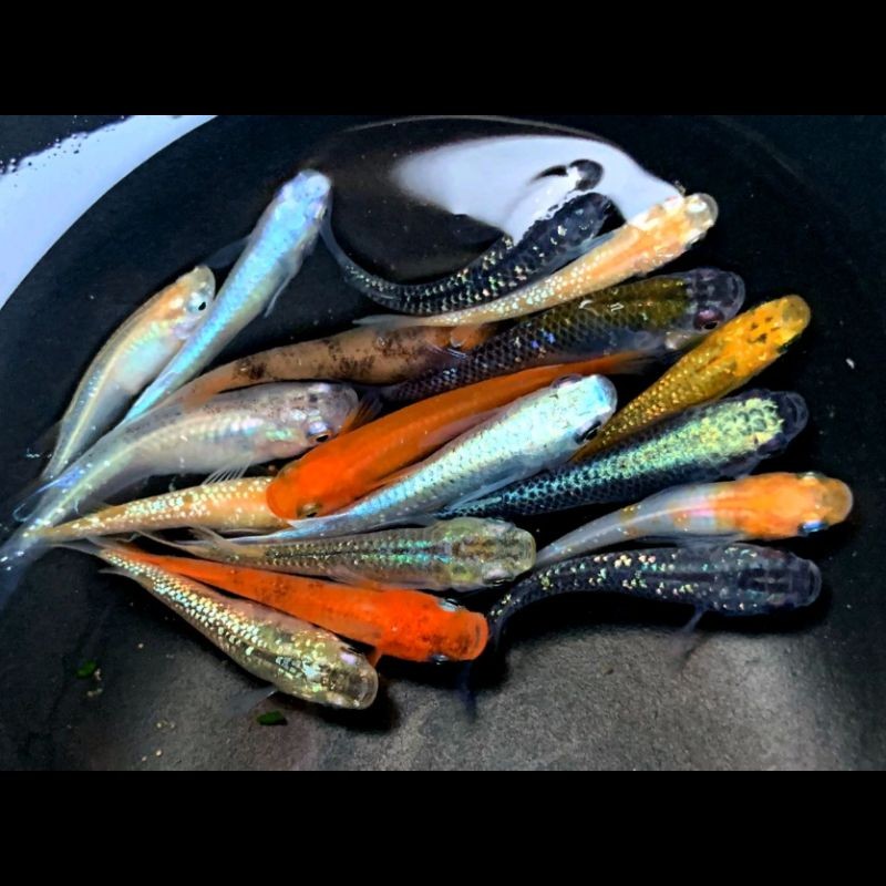 家里養觀背青鳉吉利嗎