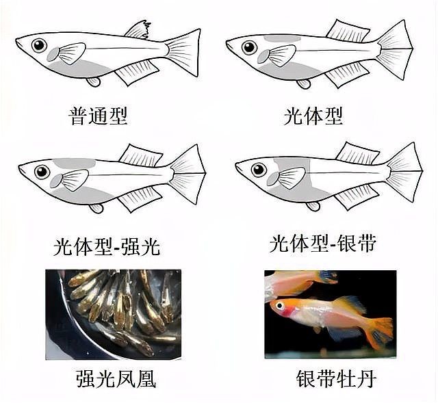 家里養觀背青鳉吉利嗎