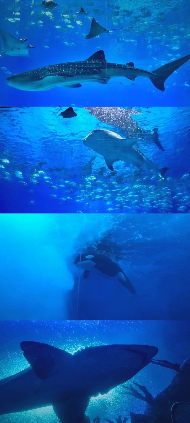 海洋館上午去還是下午去