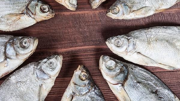 活魚批發從哪里進貨