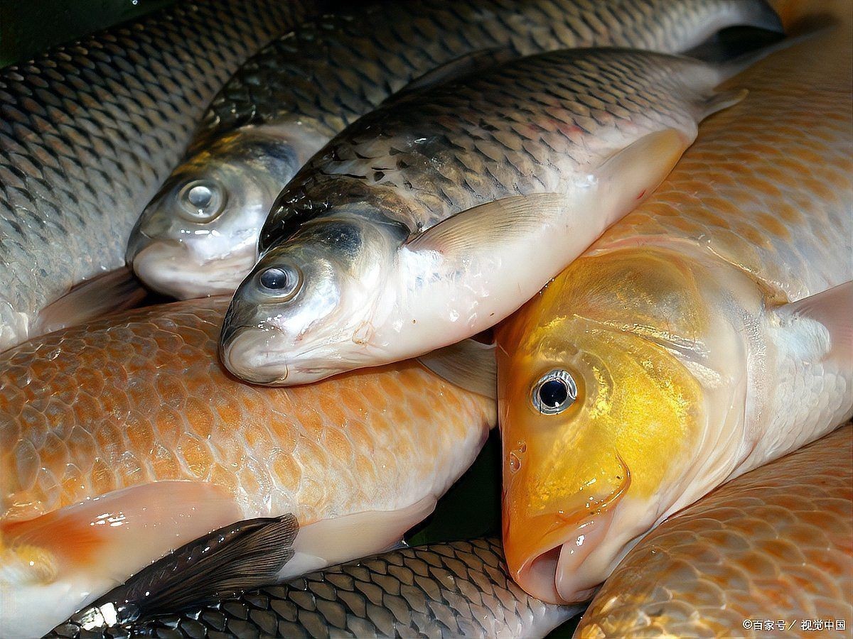 廣東淡水魚種類大全