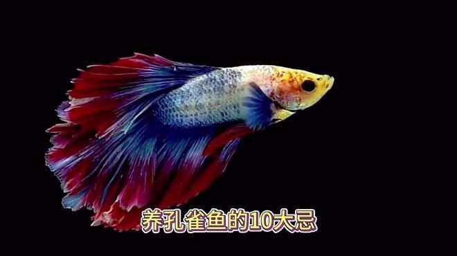 孔雀魚為什么不建議養