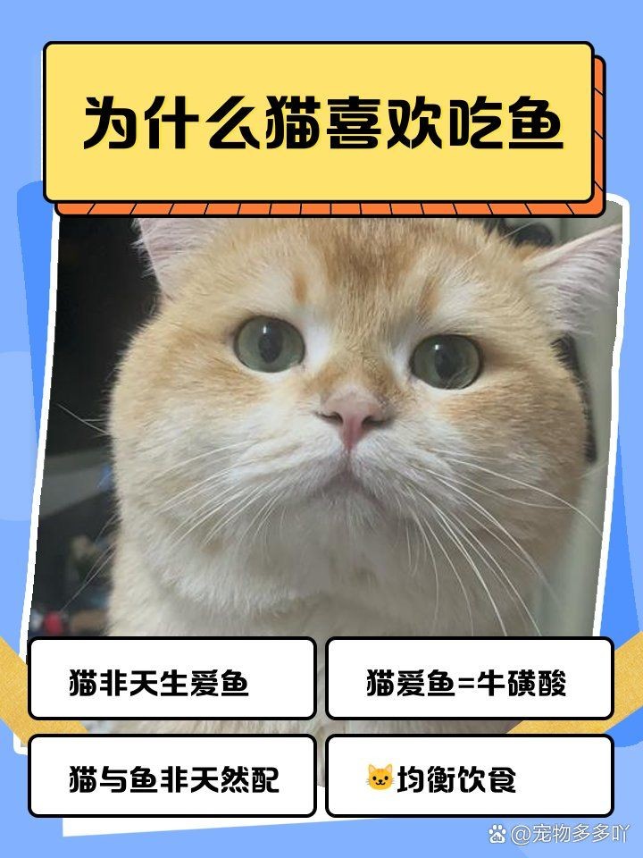 家里養金魚被貓偷吃了