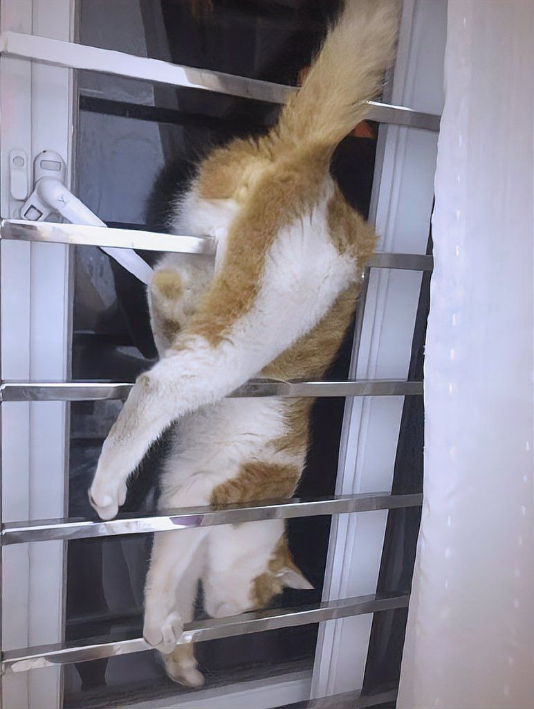 家里養金魚被貓偷吃了