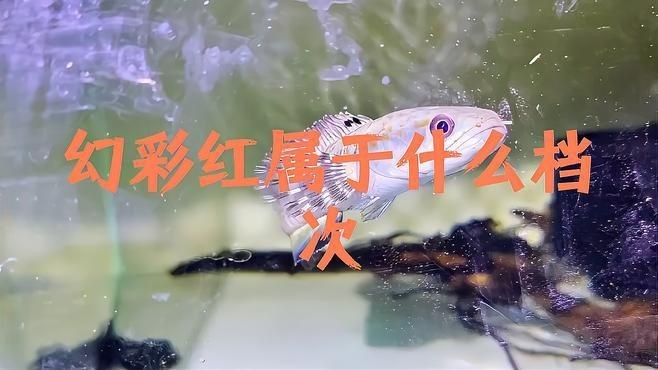 幻彩雷龍屬于什么檔次
