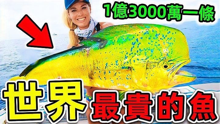 哥倫比亞巨暴魚價格