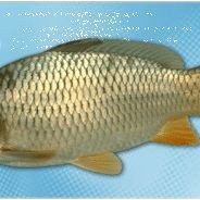 建鯉魚(yú)和鯉魚(yú)哪個(gè)值得買