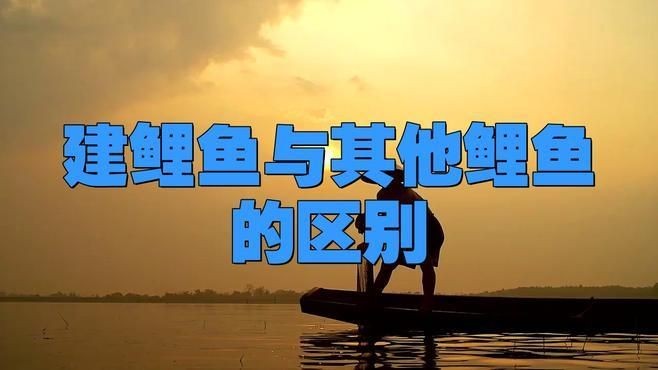 建鯉魚和鯉魚哪個值得買