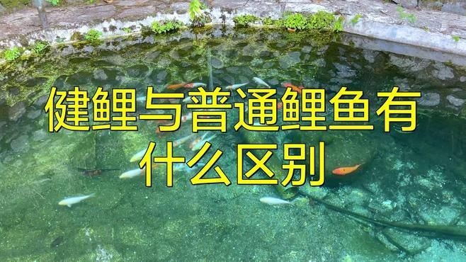 建鯉魚和鯉魚哪個值得買