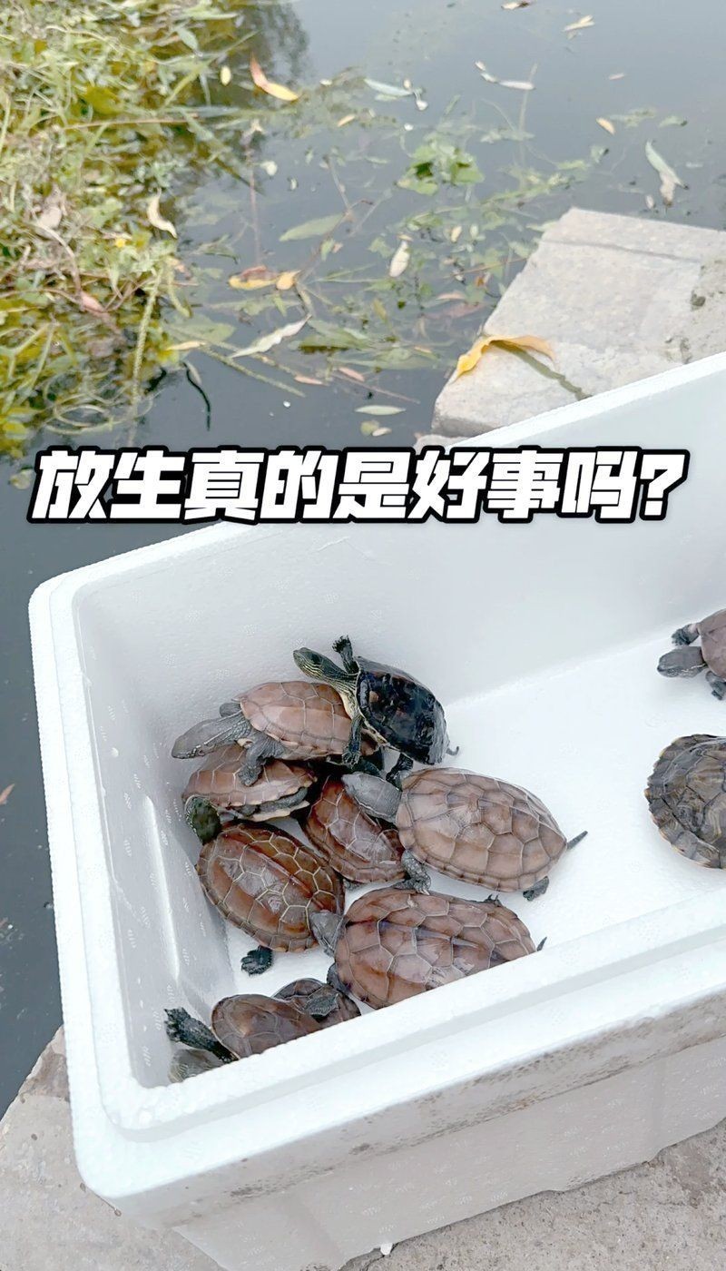 擺放龍龜發(fā)生不好的事 擺放龍龜發(fā)生不好的事 龍魚百科 第9張