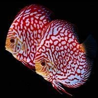 七彩魚最愛吃的三種食物 七彩魚最愛吃的三種食物 龍魚百科 第8張