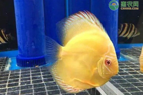 七彩魚最愛吃的三種食物 七彩魚最愛吃的三種食物 龍魚百科 第3張