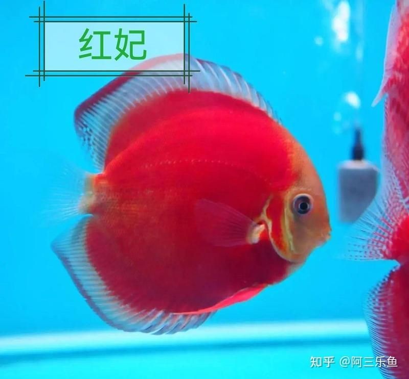 七彩魚最愛吃的三種食物 七彩魚最愛吃的三種食物 龍魚百科 第7張