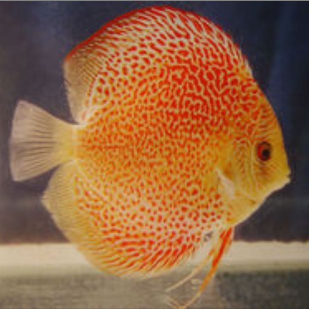 七彩魚最愛吃的三種食物 七彩魚最愛吃的三種食物 龍魚百科 第1張