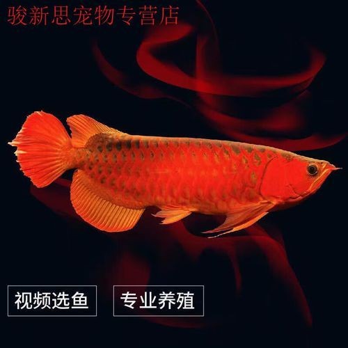 號半紅龍魚圖片 號半紅龍魚圖片 全國水族館企業名錄 第6張