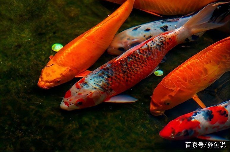 養(yǎng)的魚(yú)死了扔掉還是埋了