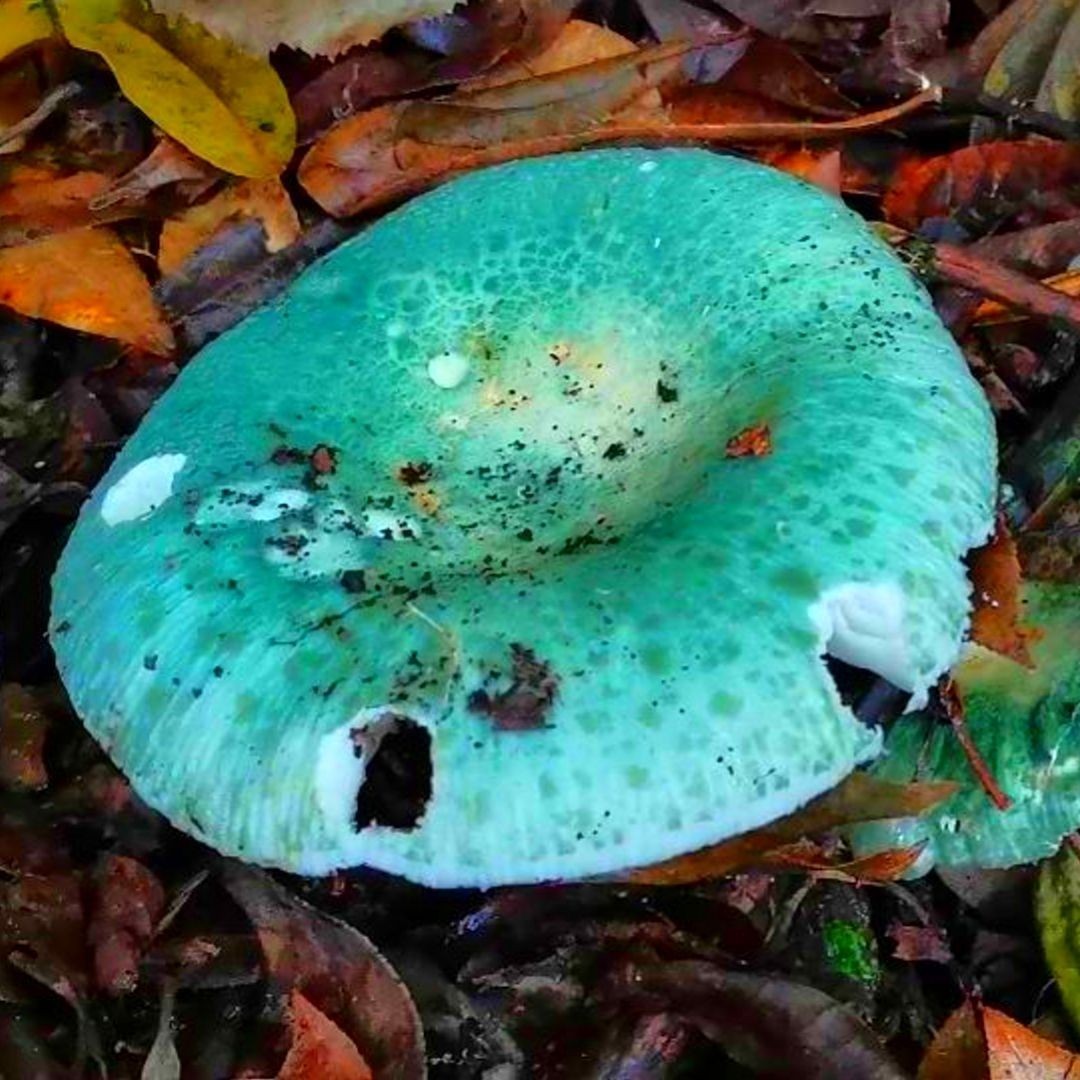 掛紅辣椒最忌三個地方