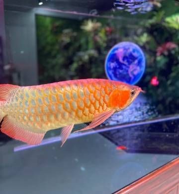 紅龍魚招財嗎