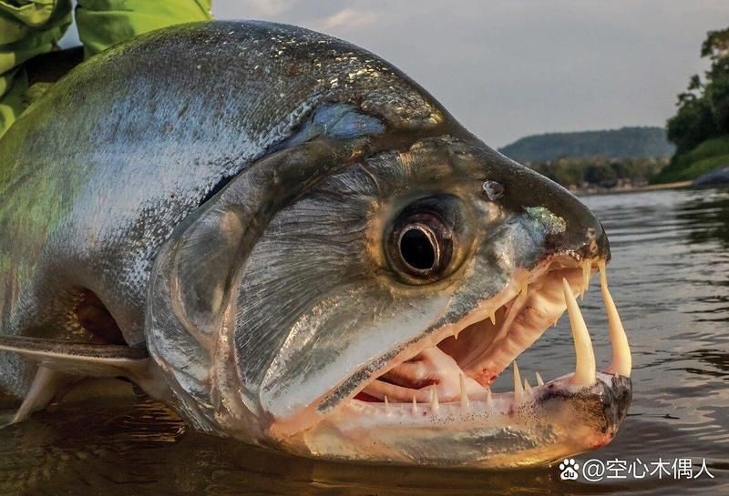 哥倫比亞巨暴魚能長多大