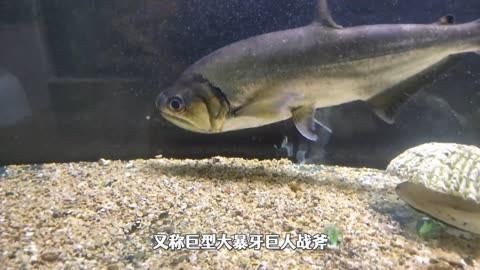 哥倫比亞巨暴魚能長多大