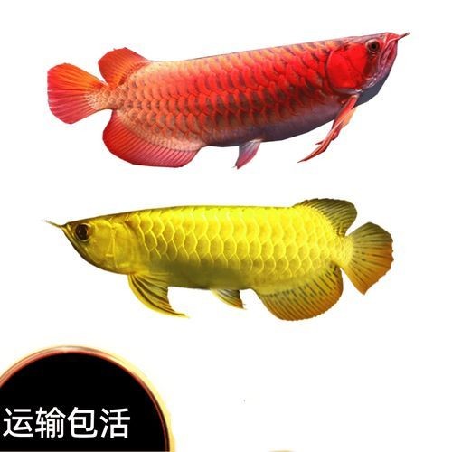 2-3cm紅龍魚苗圖片