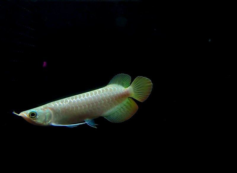2-3cm紅龍魚苗圖片