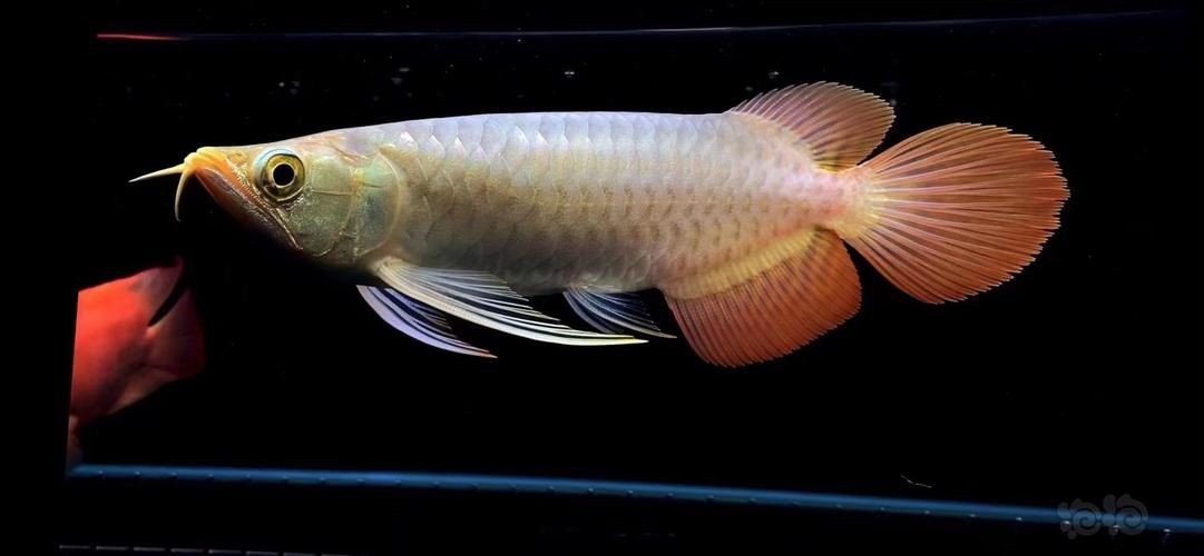 2-3cm紅龍魚苗圖片