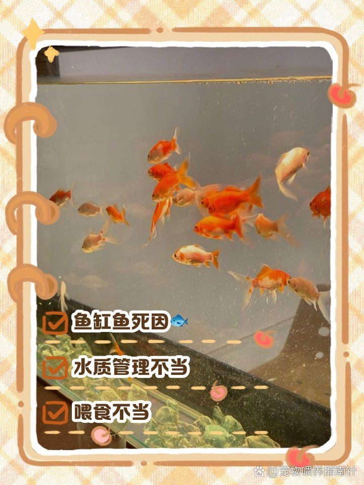 家里魚頻繁死什么兆頭 龍魚論壇 第14張 家里魚頻繁死什么兆頭 家里魚頻繁死什么兆頭 龍魚論壇 第14張