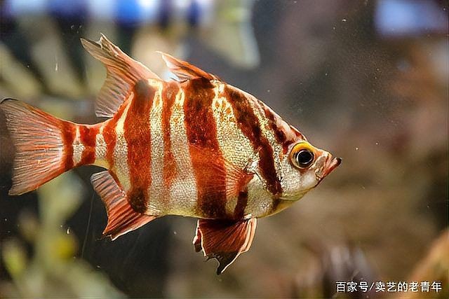 吳忠魚缸維護