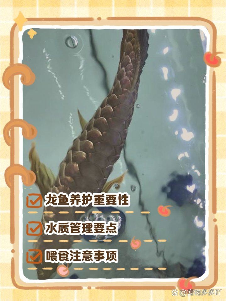 養一條龍魚是吉還是兇