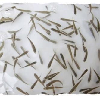 1—2cm金龍魚苗圖片 1—2cm金龍魚苗圖片 龍魚百科 第4張