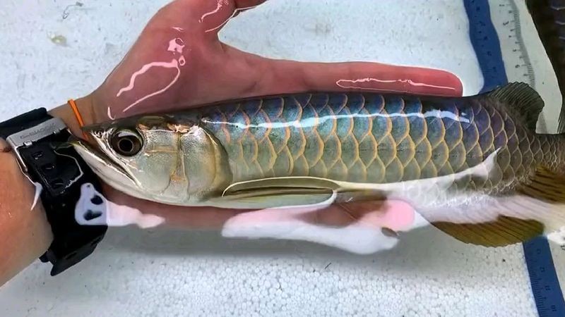 1—2cm金龍魚苗圖片 1—2cm金龍魚苗圖片 龍魚百科 第31張