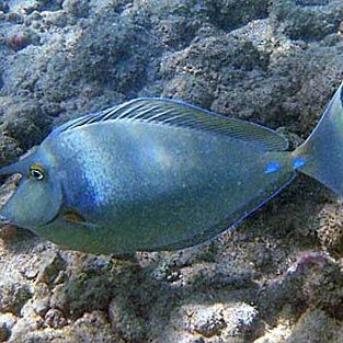 海波單角鼻魚(yú)