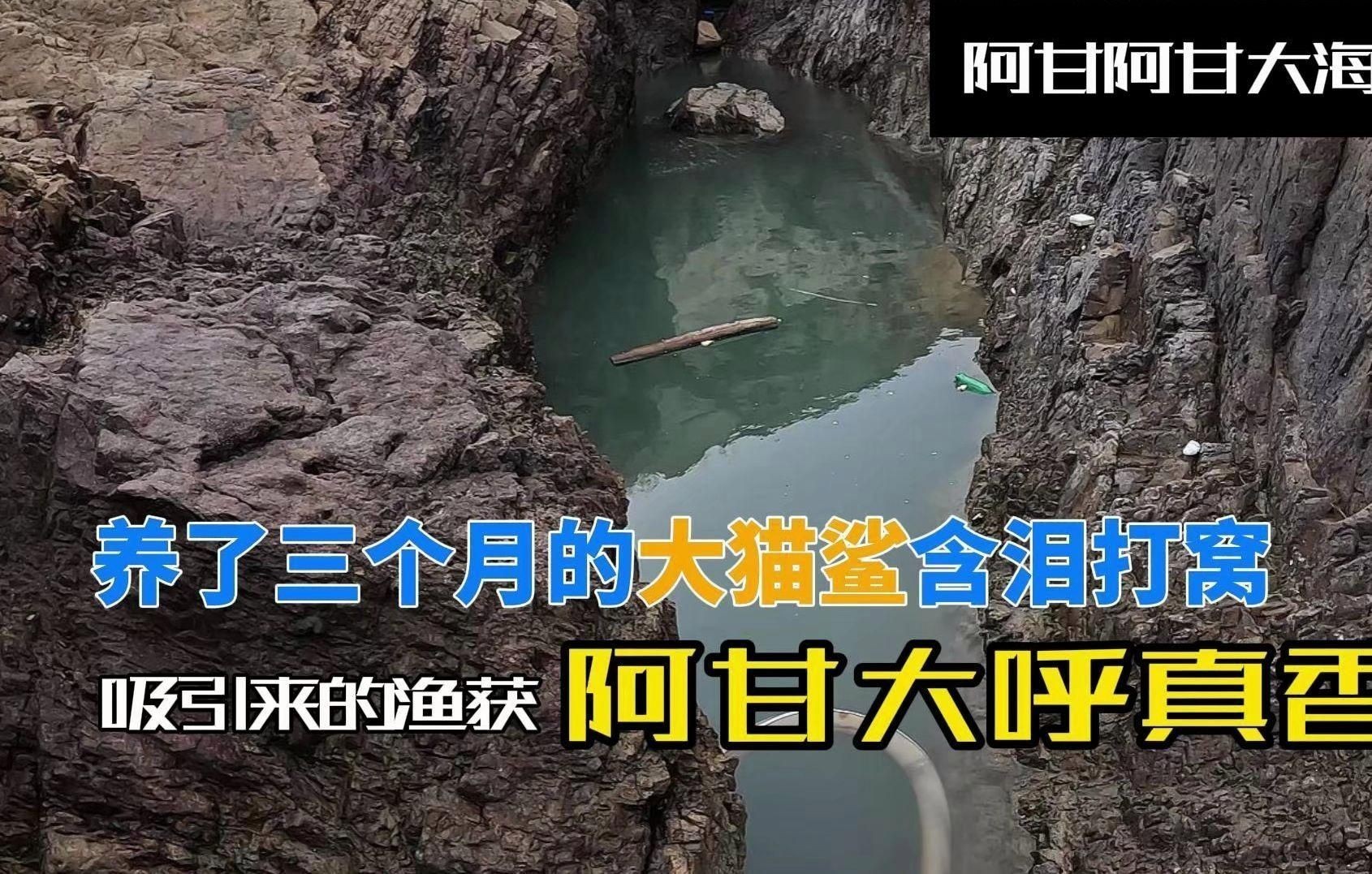 汗鯊和招財貓能混養嗎