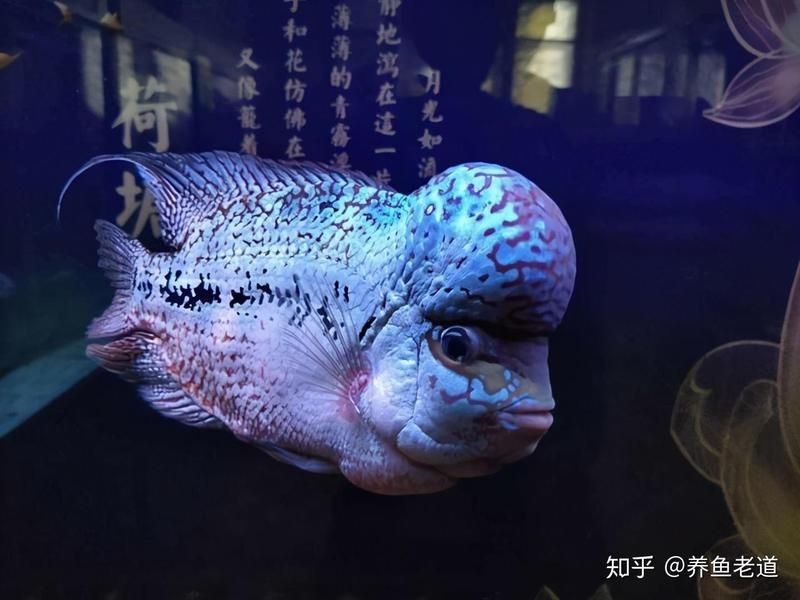 汗鯊和招財貓能混養嗎