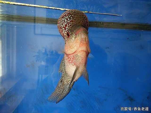 用了甲基藍不換水行嗎