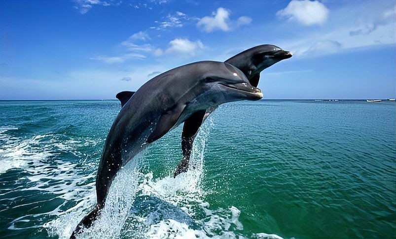 海豚吃鯊魚