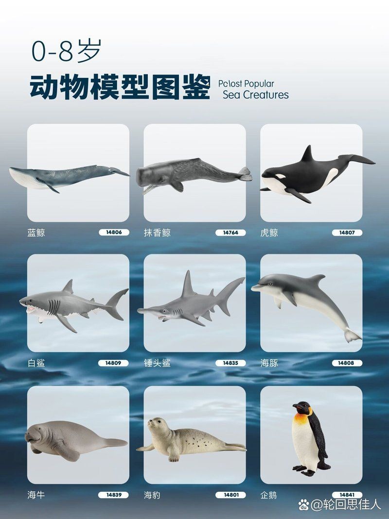 海洋動物名稱大全500種