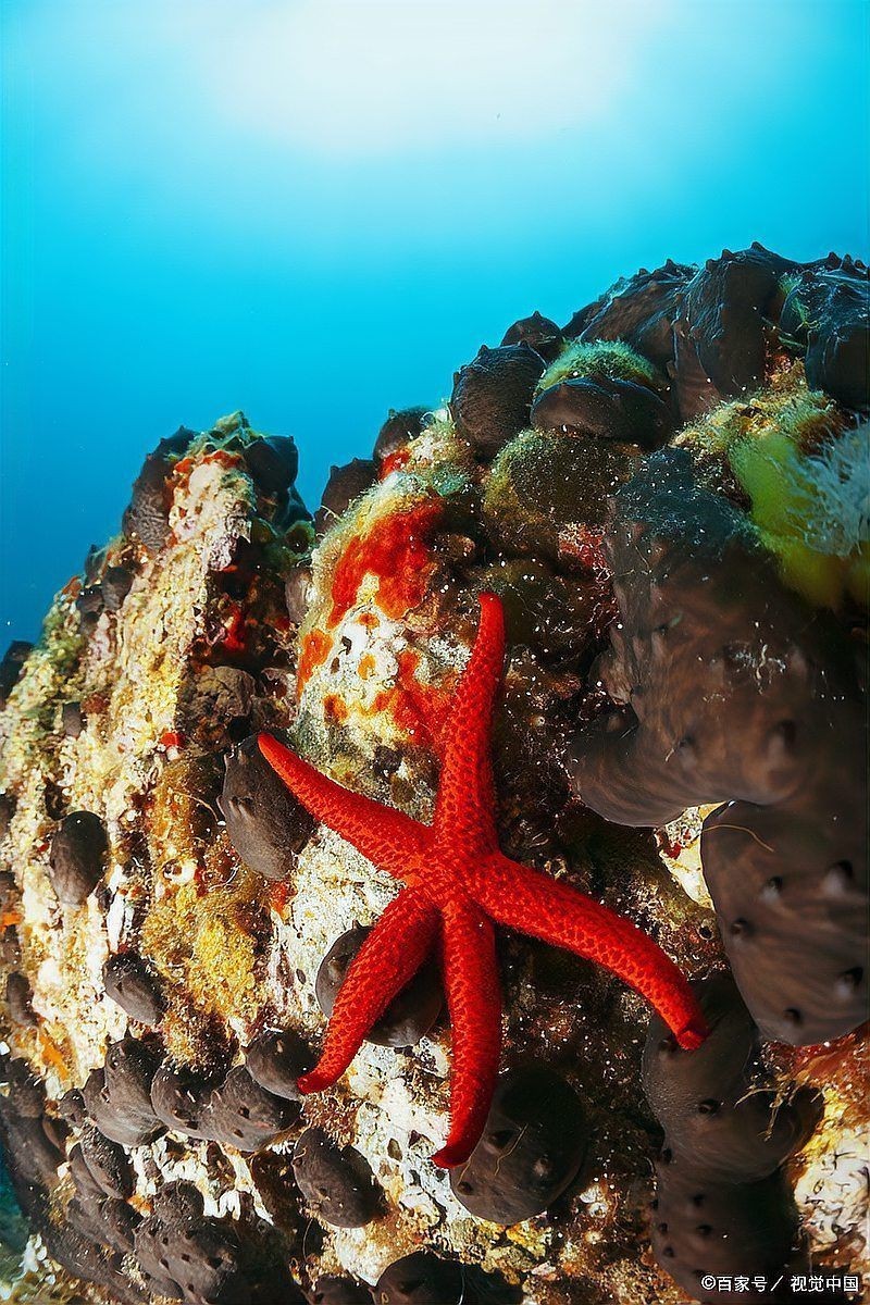 海洋動物名稱大全500種