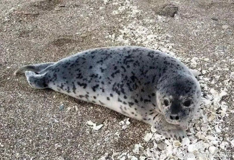 海洋動物名稱大全500種