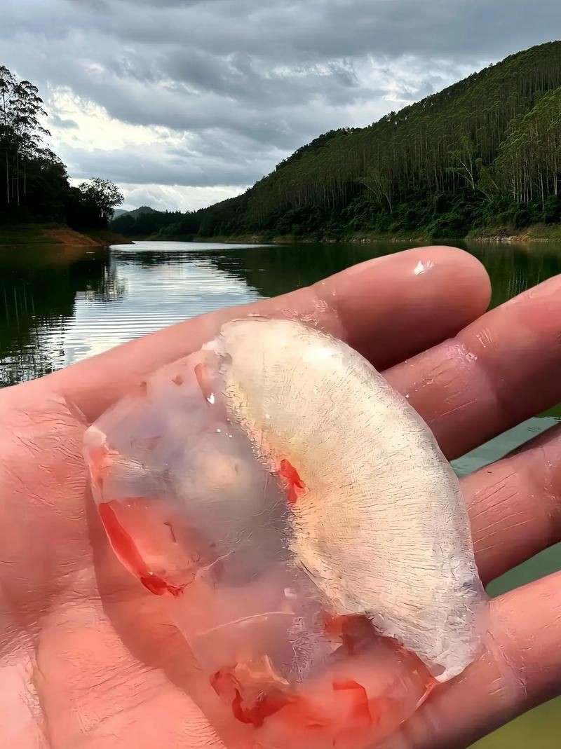 各種魚的魚鱗圖片 各種魚的魚鱗圖片 全國水族館企業名錄 第8張