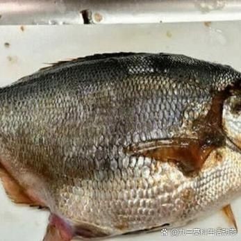 各種魚的魚鱗圖片 各種魚的魚鱗圖片 全國水族館企業名錄 第10張