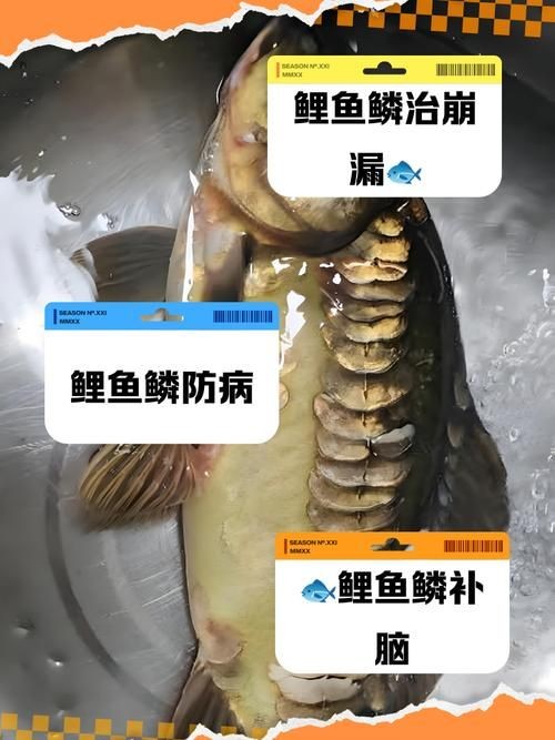 各種魚的魚鱗圖片 各種魚的魚鱗圖片 全國水族館企業名錄 第7張