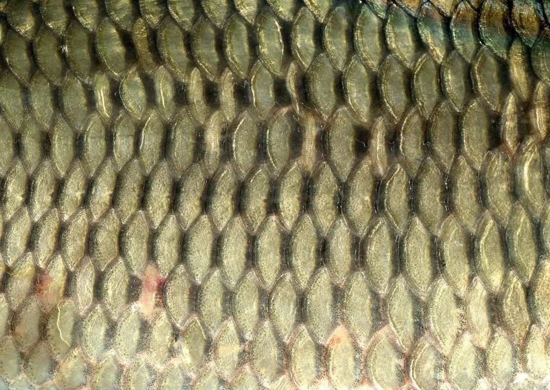 各種魚的魚鱗圖片 各種魚的魚鱗圖片 全國水族館企業名錄 第2張