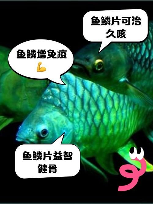 各種魚的魚鱗圖片 各種魚的魚鱗圖片 全國水族館企業名錄 第14張