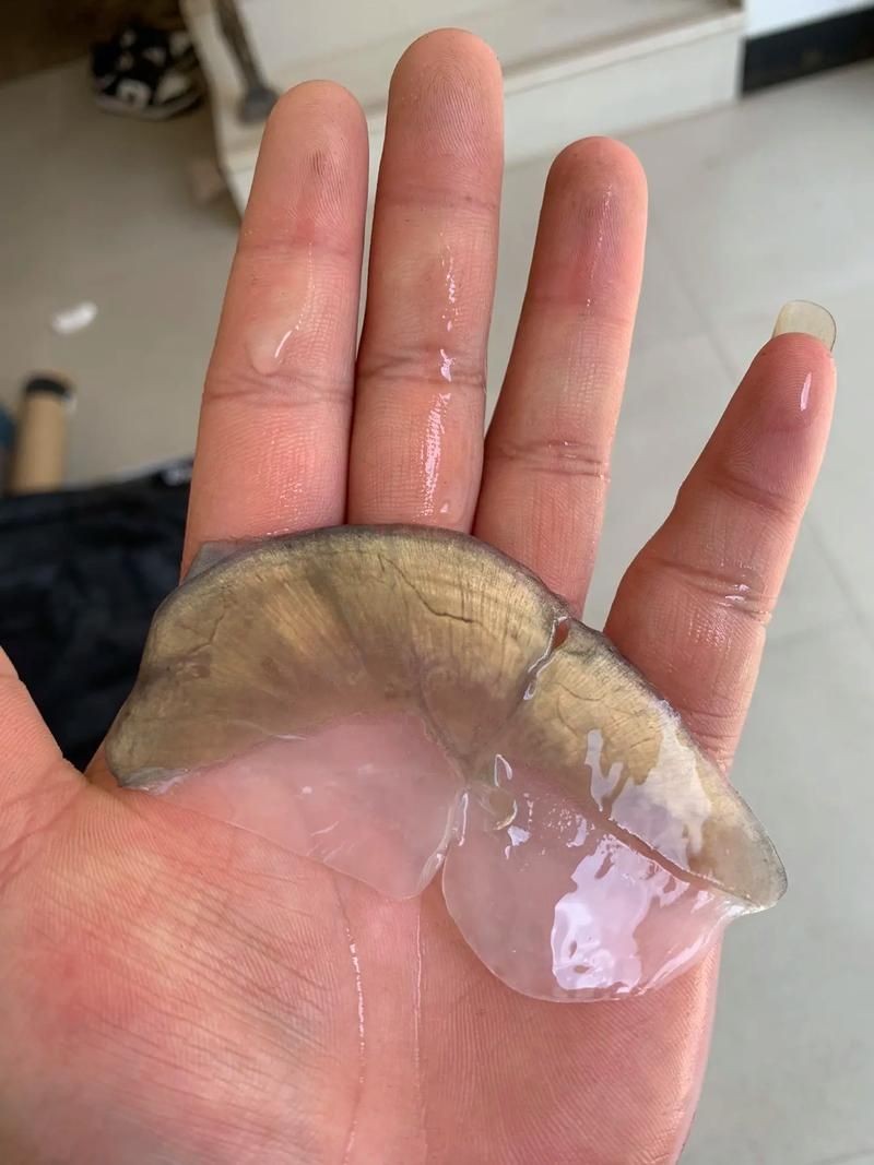 各種魚的魚鱗圖片 各種魚的魚鱗圖片 全國水族館企業名錄 第12張