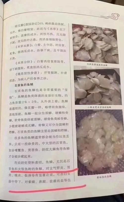 各種魚的魚鱗圖片 各種魚的魚鱗圖片 全國水族館企業名錄 第19張