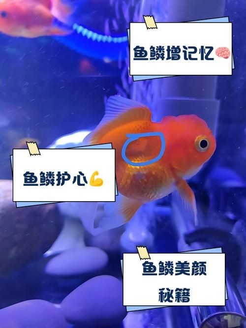 各種魚的魚鱗圖片 各種魚的魚鱗圖片 全國水族館企業名錄 第22張